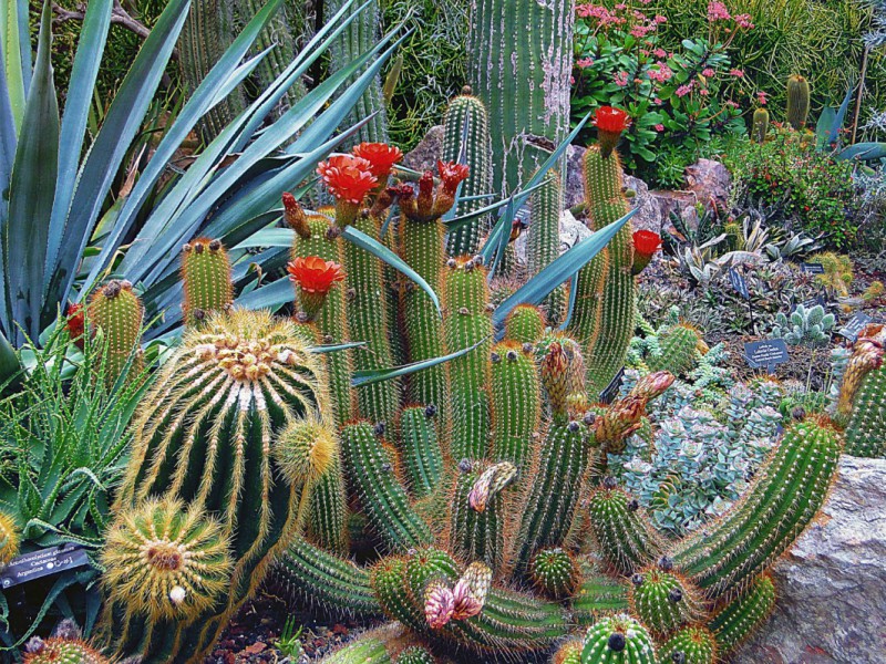 Cactus